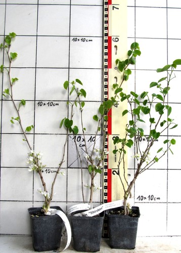 Cercis chinensis shirobana - cercis, "shirobana"