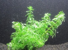 Limnophila sessiliflora - Sumpffreund Aquarienpflanze Wasserpflanze Aquarium