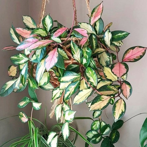 Hoya carnosa tricolor - hoya,
