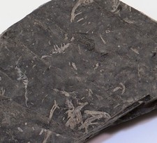 Krebs, Waterstonella