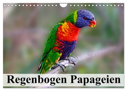 Regenbogen papageien - regenbogen,
