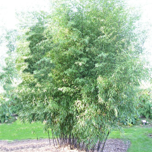 Gold haar bambus winterhart - bambus,