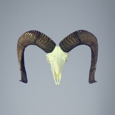 872MU Mufflon jagdtrophae