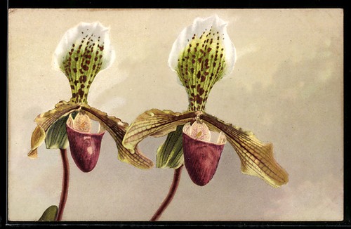 Blume cypripedium nitens - blume,,