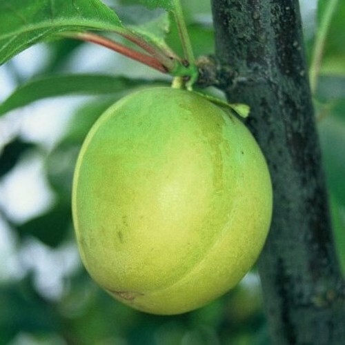 Oullins reneklode eierpflaume - reneklode,