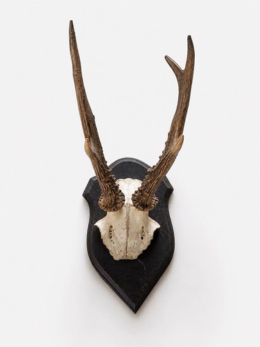Rehbock rehgeweih jagdtrophäe - rehgeweih,