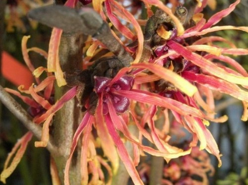 Hamamelis intermedia jelena - hamamelis,