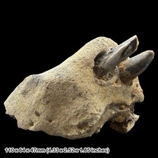 Fossil Nilpferd Kiefer mit