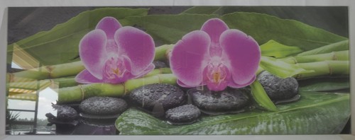 Orchideen bild - orchideen,