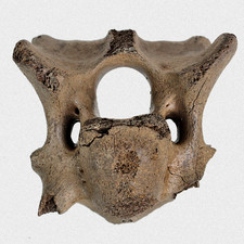 Fossil Steppenbison Halswirbel