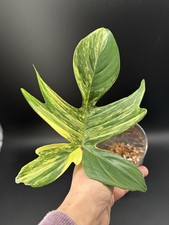 Planttini🌱  Steckling