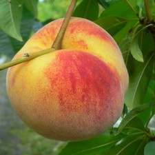 Wunder von Perm Pfirsichbaum robuster frostharter Pfirsich Buschbaum Halbstamm