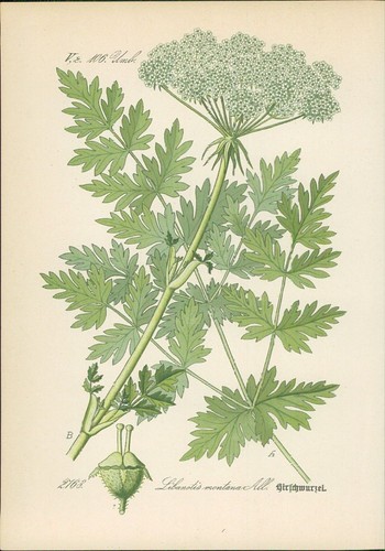 Chromolithographie - ,