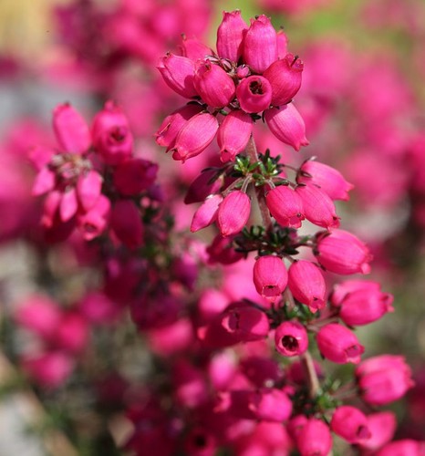 10x grauheide rote rosita - grauheide,