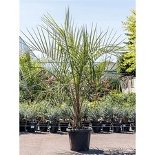 Gewöhnliche Geleepalme Butia capitata 100-120 cm winterharte Palme Kübelpflanze