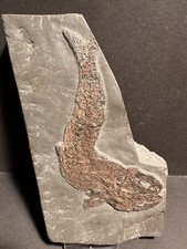 Pholidophorus sp. Fisch Fossil