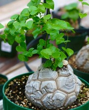 Dioscorea elephantipes |
