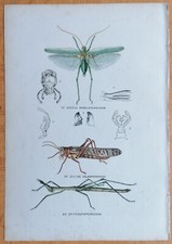 Locusta Heuschrecke Gehstock - Originaldruck aus Burgersdijk - 1896
