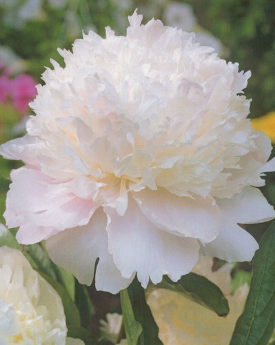 Pfingstrose shirley temple - pfingstrose,