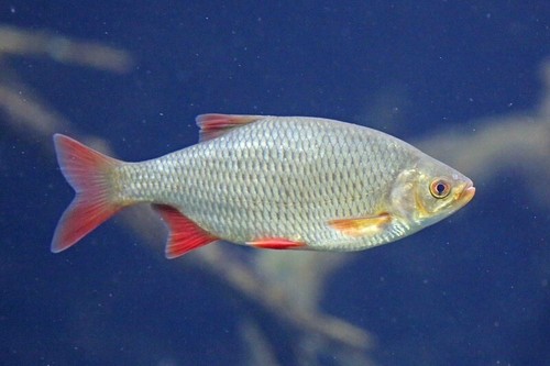 Köderfische gefroren - köderfische,