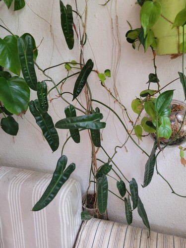 Philodendron billietiae black - philodendron,