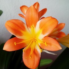 Clivie "Clivia miniata" Energiepflanze Feng Shui Liebespflanze Zimmerpflanze