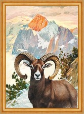 Mufflon in Gebirgslandschaft Muffelwild Widder Wilderer A3 772 Gerahmt