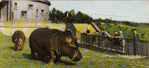 Wildlife zoo postkarte - ,