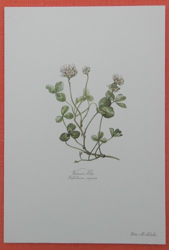 Weißklee trifolium repens - weißklee,