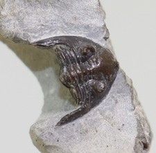 Trilobit, Neomethacantus