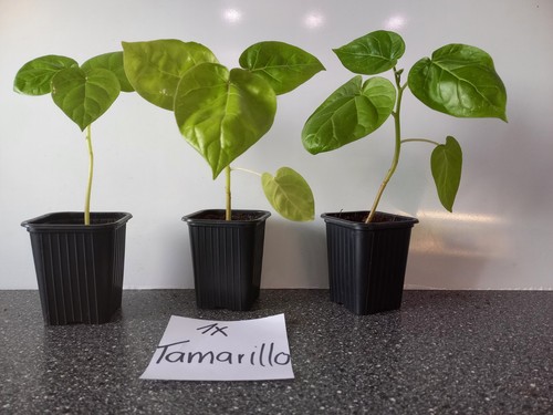 Tamarillo und japanische