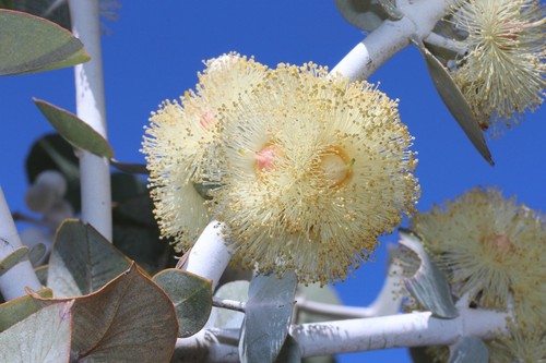 Weißer gummibaum exotische - weißer,