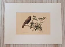 1852 Lithographie Kunstdruck