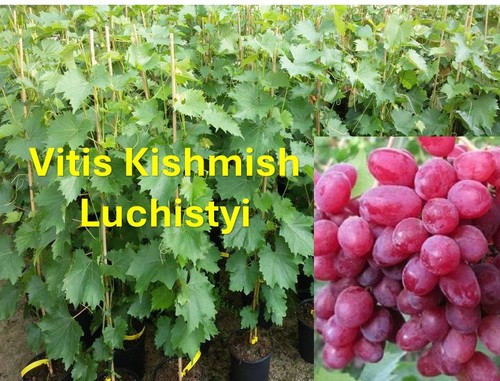 Vitis kishmish luchistyi - vitis,