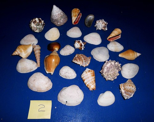 Muscheln muschelmix - muscheln,