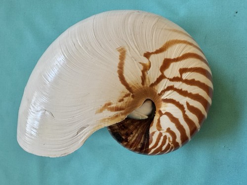 Große meeresmuschel nautilus - große,