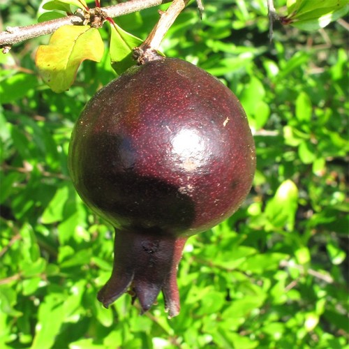 Pflanze granatapfel punica - pflanze,