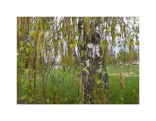 10x betula pendula subsp - 10x,