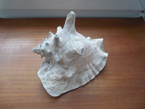 Riesen schnecke muschel - riesen,