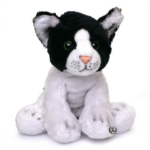 Katze kater kuscheltier - kater,