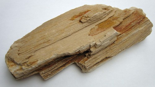 Versteinertes holz indonesien - holz,
