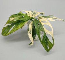 Monstera adansonii albo variegata Steckling mit Luftwurzeln
