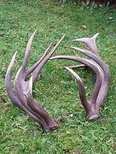 Abwurfstangen Geweih Rothirschgeweih Hirschgeweih Hirschhorn Jagd Jäger Jagen