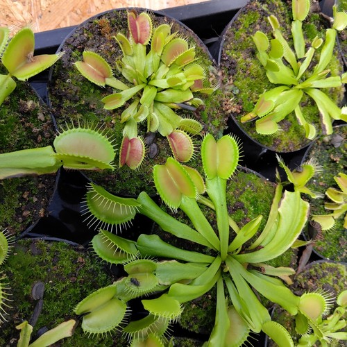 Venusfliegenfalle moorbeet - venusfliegenfalle,