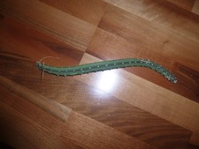 Kaktee Königin der Nacht 1