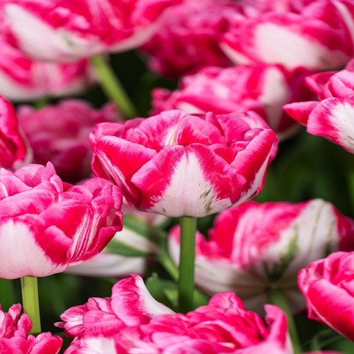 Tulpen blumenzwiebeln zwiebeln - blumenzwiebeln,