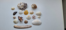 Muscheln Schneckenhäuser - maritime Deko od. fürs Aquarium