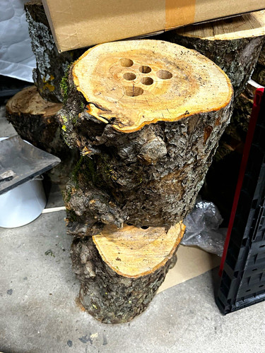 Baumstamm holzstamm mit rinde - mit,