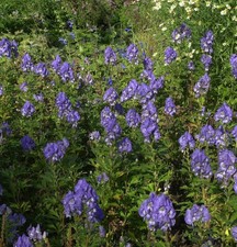 Eisenhut Blue Lagoon -