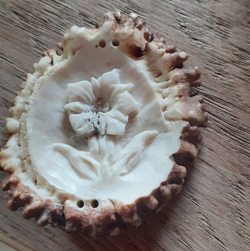 Hirschhornrose geschnitzt - hirschhornrose,